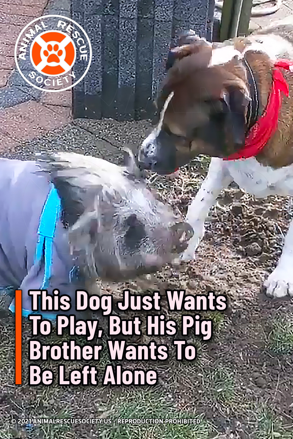 This Dog Just Wants To Play, But His Pig Brother Wants To Be Left Alone