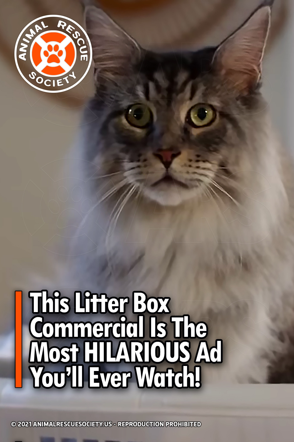 This Litter Box Commercial Is The Most HILARIOUS Ad You’ll Ever Watch!