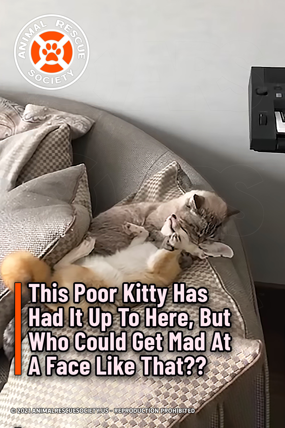 This Poor Kitty Has Had It Up To Here, But Who Could Get Mad At A Face Like That??