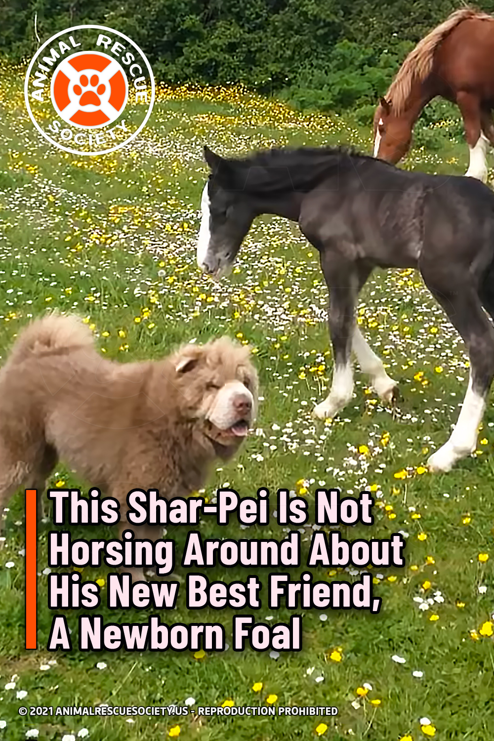 This Shar-Pei Is Not Horsing Around About His New Best Friend, A Newborn Foal