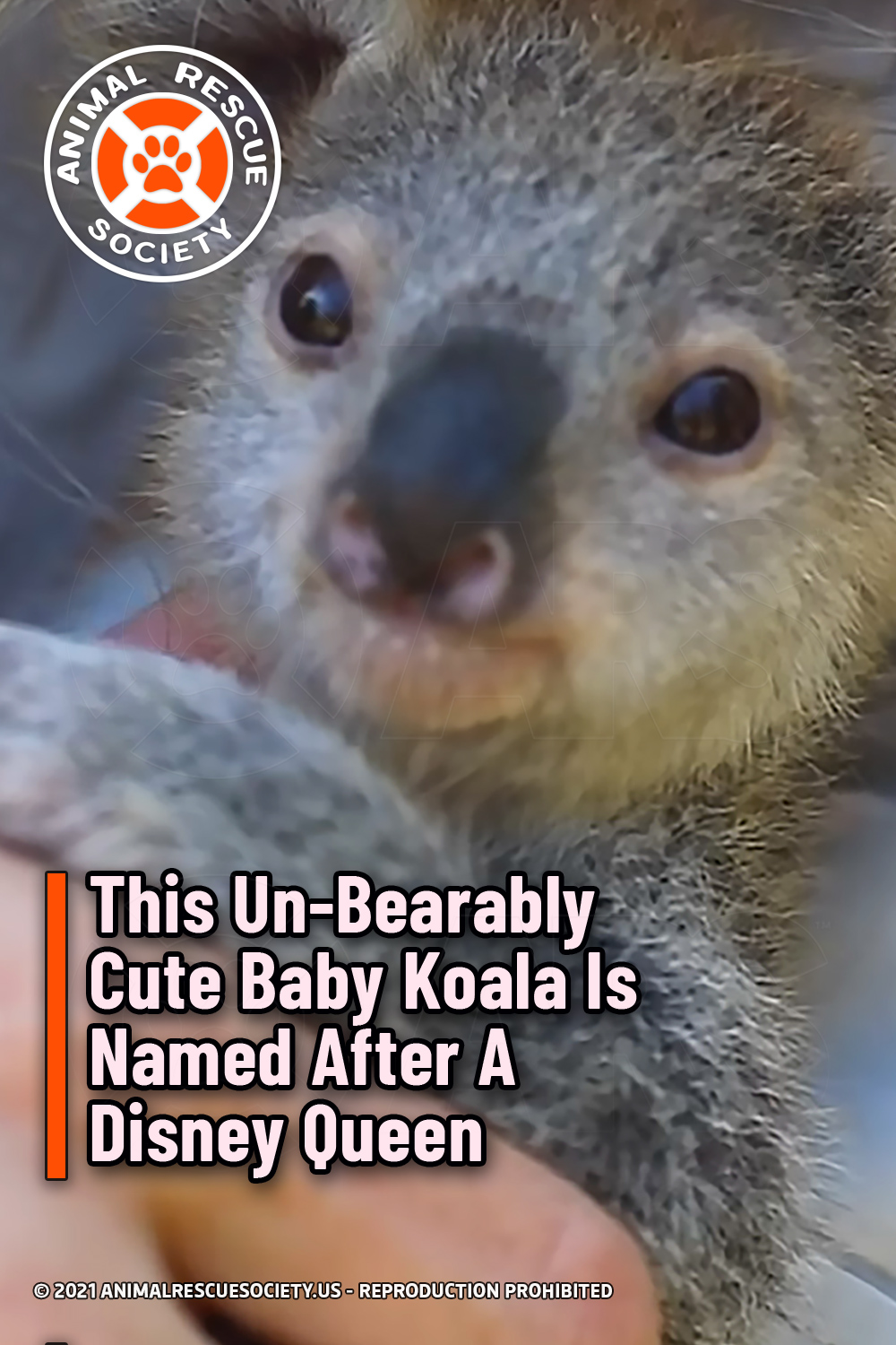 This Un-Bearably Cute Baby Koala Is Named After A Disney Queen