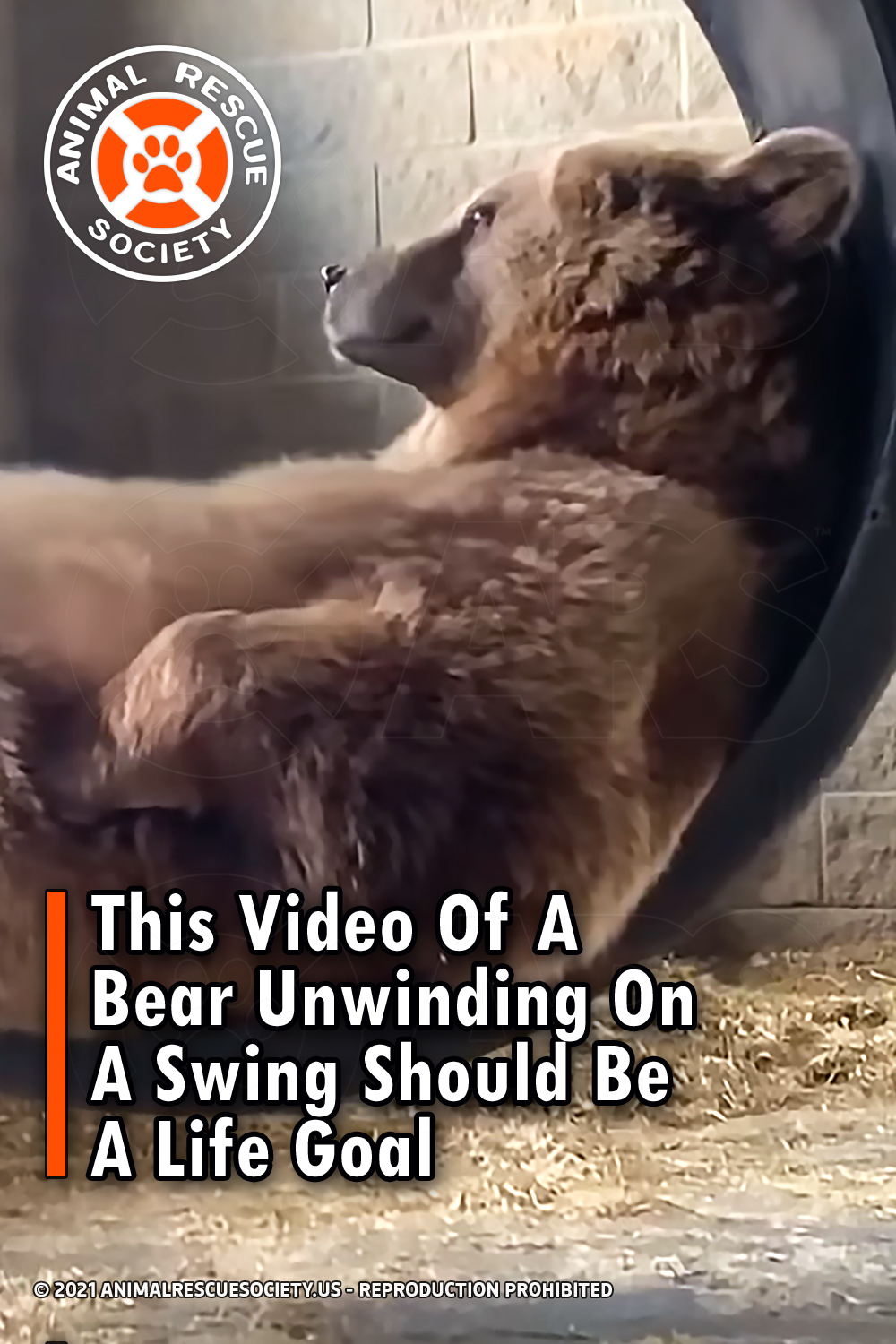 This Video Of A Bear Unwinding On A Swing Should Be A Life Goal
