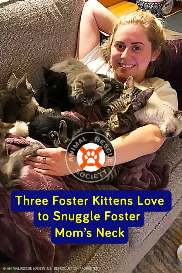 Three Foster Kittens Love to Snuggle Foster Mom’s Neck