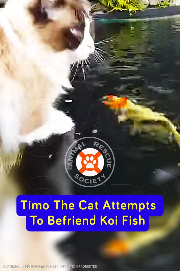 Timo The Cat Attempts To Befriend Koi Fish
