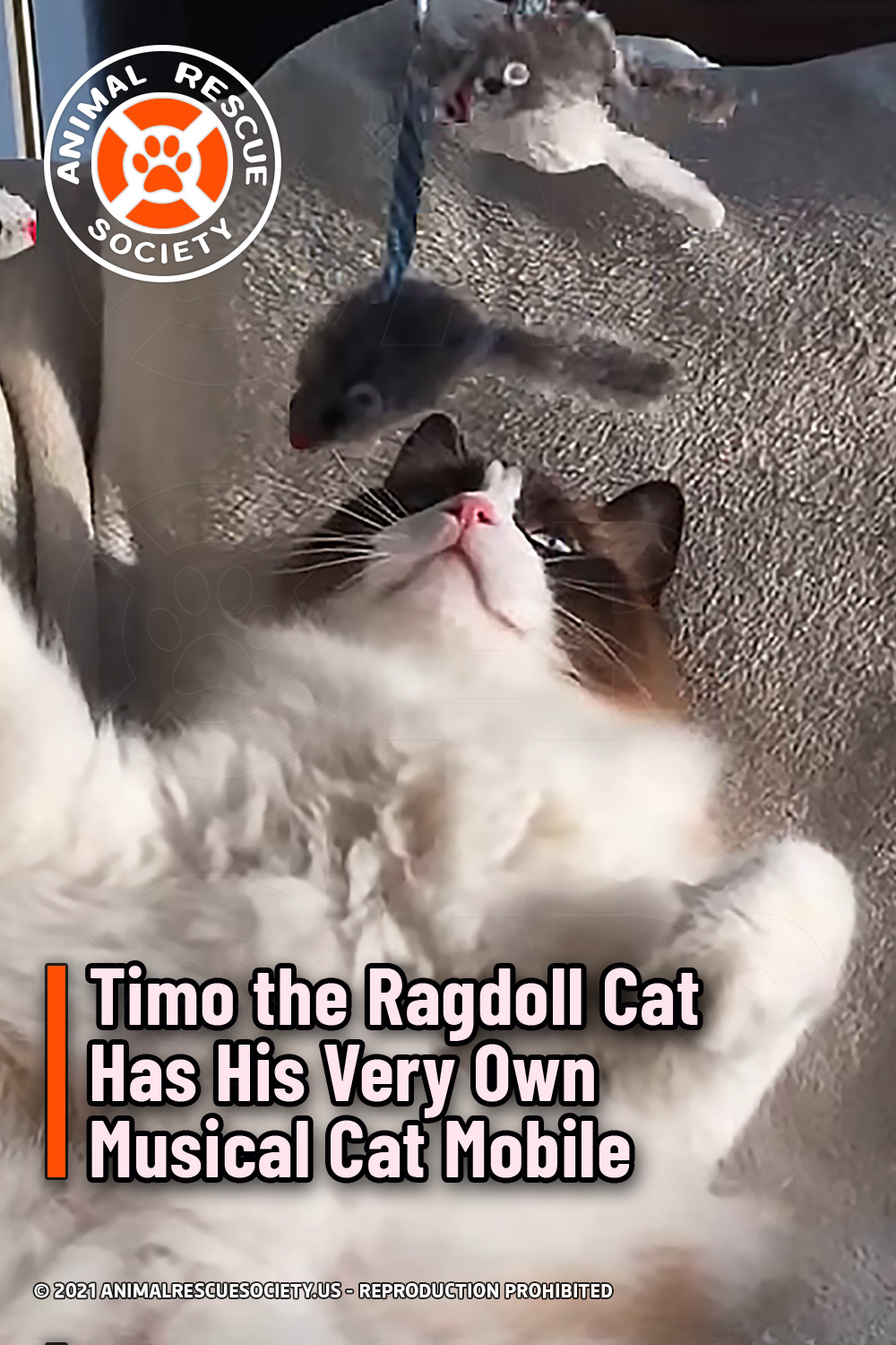 Timo the Ragdoll Cat Has His Very Own Musical Cat Mobile