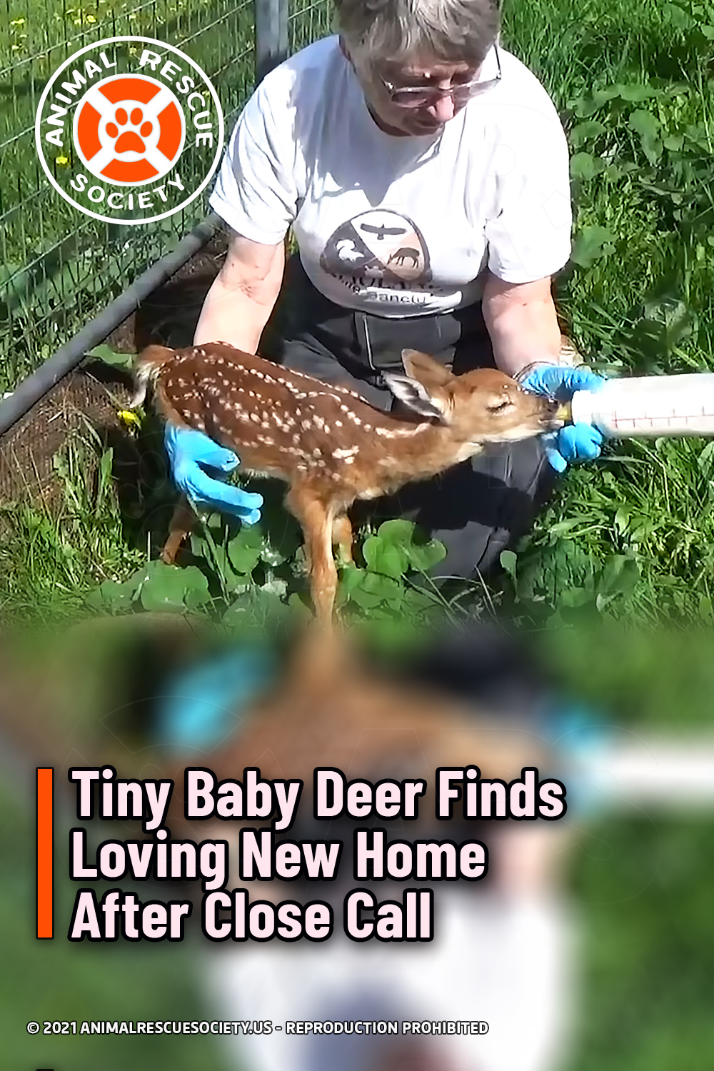 Tiny Baby Deer Finds Loving New Home After Close Call