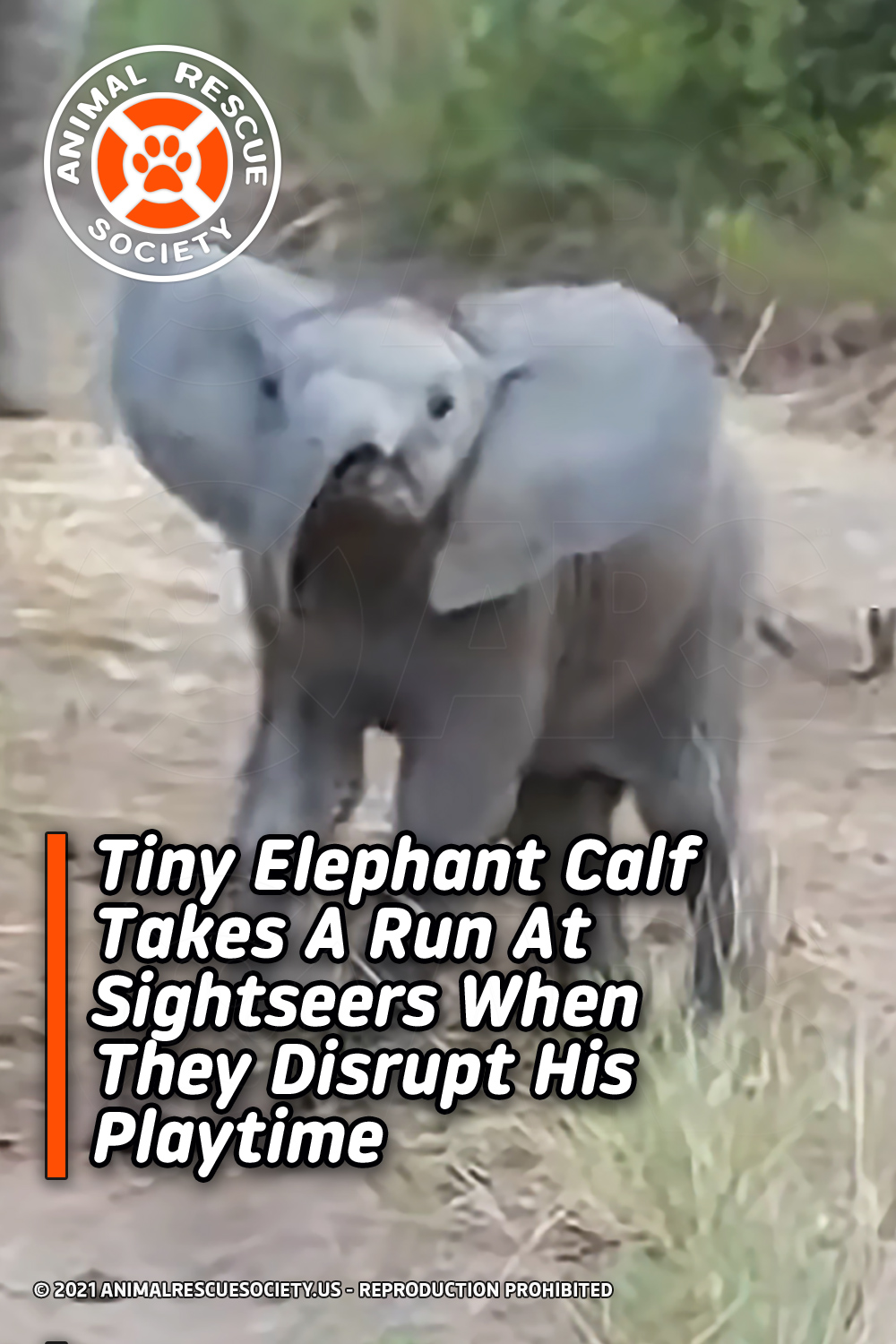 Tiny Elephant Calf Takes A Run At Sightseers When They Disrupt His Playtime