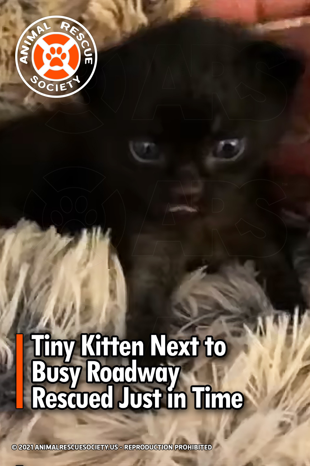 Tiny Kitten Next to Busy Roadway Rescued Just in Time