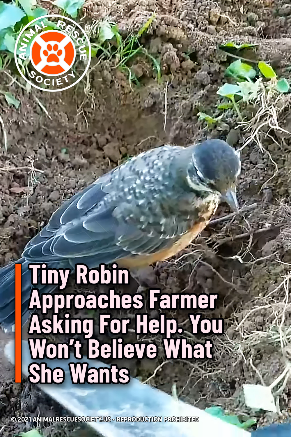 Tiny Robin Approaches Farmer Asking For Help. You Won’t Believe What She Wants