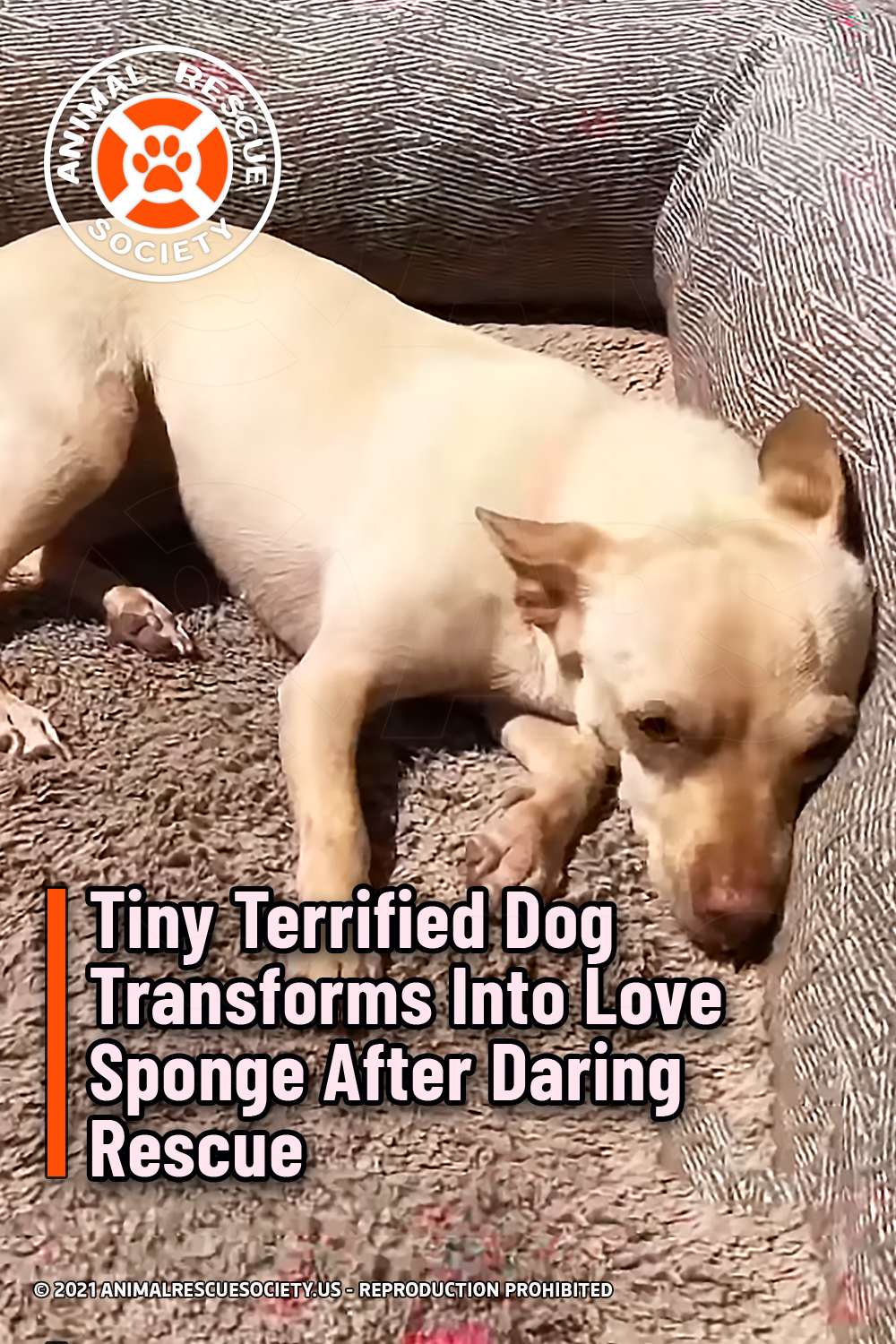 Tiny Terrified Dog Transforms Into Love Sponge After Daring Rescue