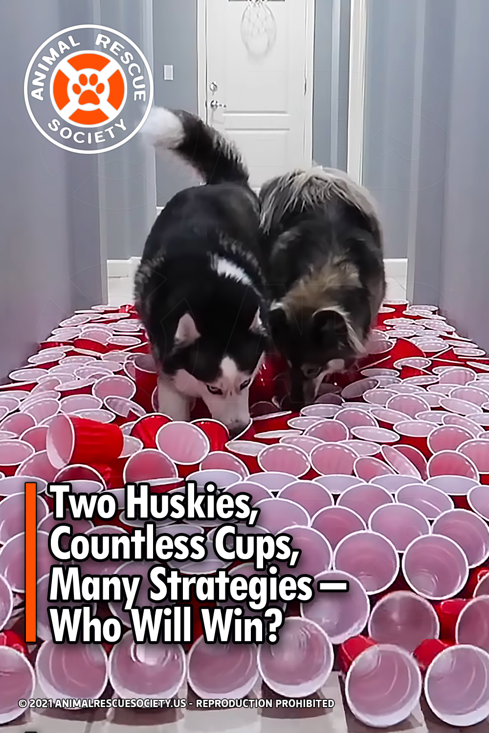 Two Huskies, Countless Cups, Many Strategies – Who Will Win?