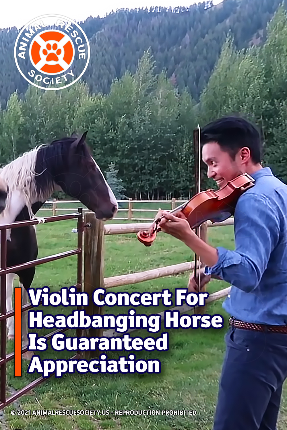 Violin Concert For Headbanging Horse Is Guaranteed Appreciation