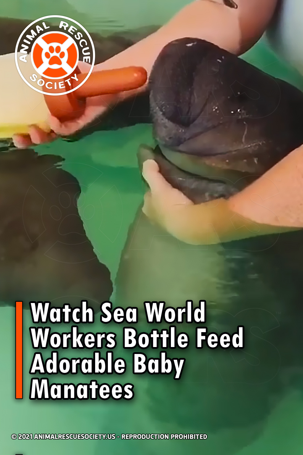 Watch Sea World Workers Bottle Feed Adorable Baby Manatees