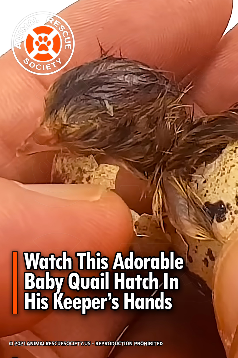 Watch This Adorable Baby Quail Hatch In His Keeper’s Hands
