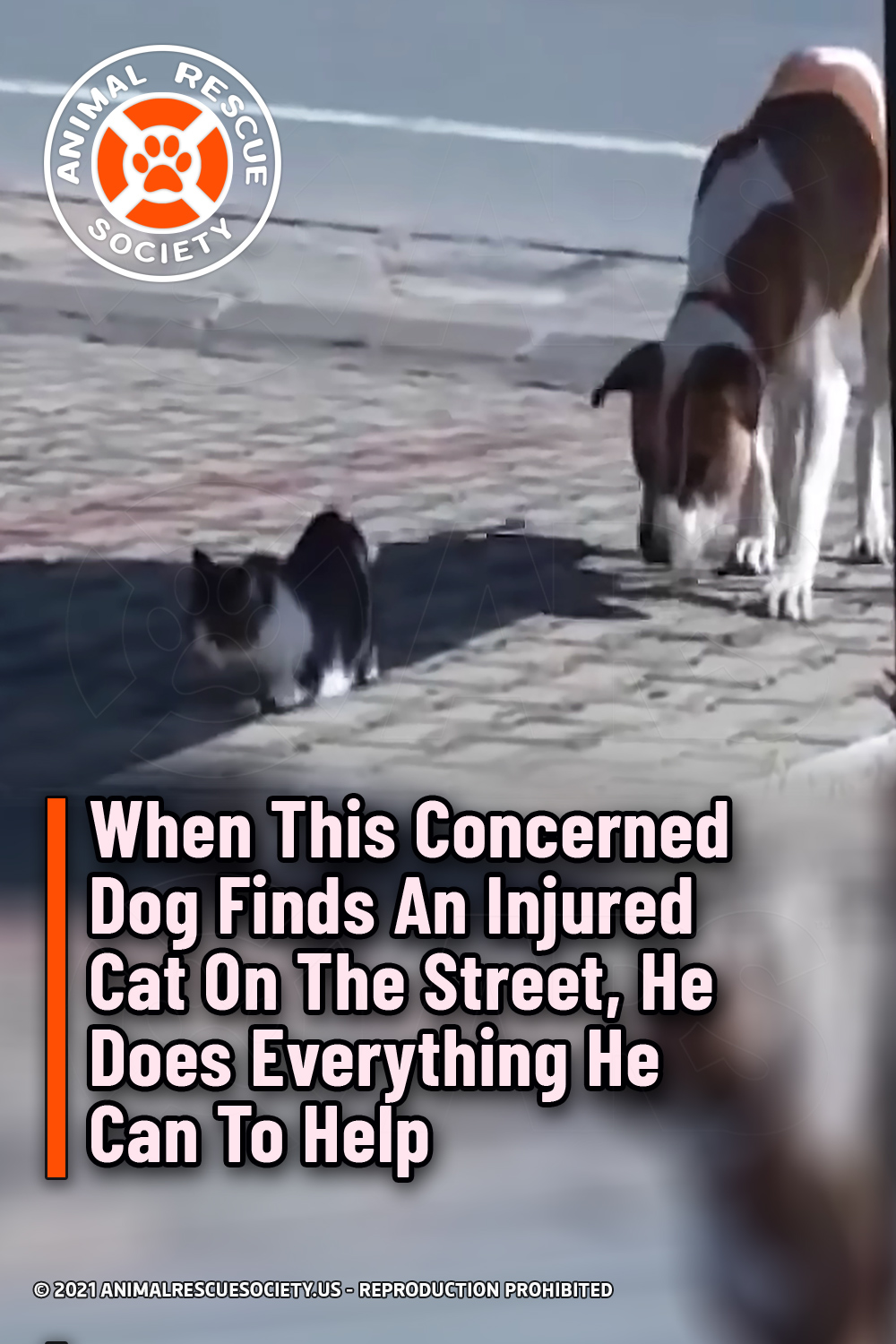 When This Concerned Dog Finds An Injured Cat On The Street, He Does Everything He Can To Help