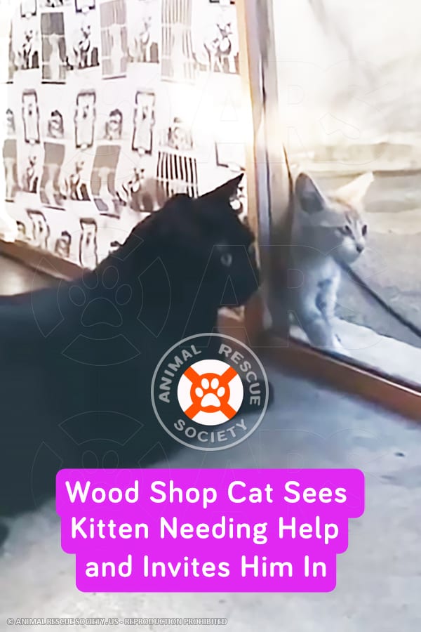 Wood Shop Cat Sees Kitten Needing Help and Invites Him In