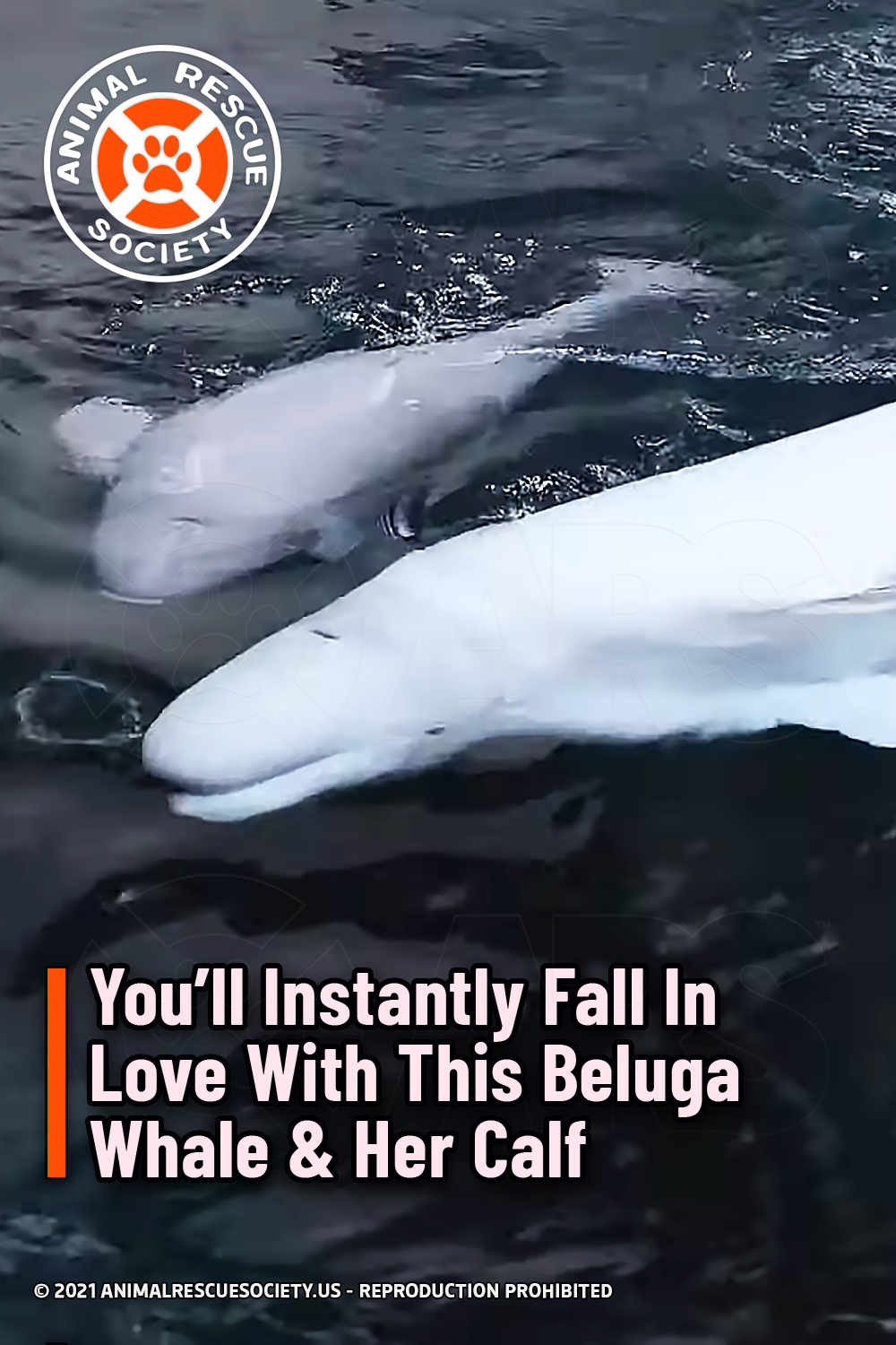 You’ll Instantly Fall In Love With This Beluga Whale & Her Calf