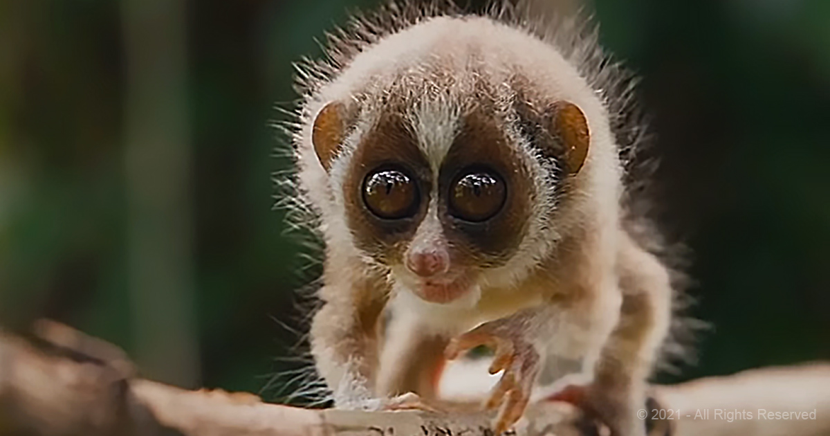 Meet The World’s Only Venomous Primate, The Adorable Tiny Loris