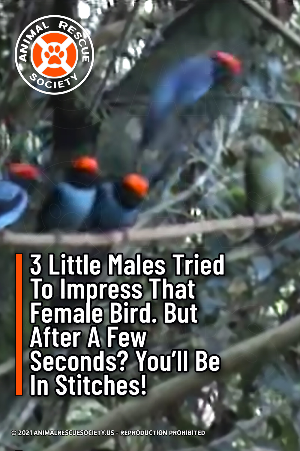 3 Little Males Tried To Impress That Female Bird. But After A Few Seconds? You’ll Be In Stitches!
