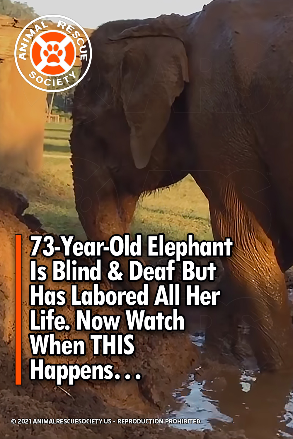 73-Year-Old Elephant Is Blind & Deaf But Has Labored All Her Life. Now Watch When THIS Happens…