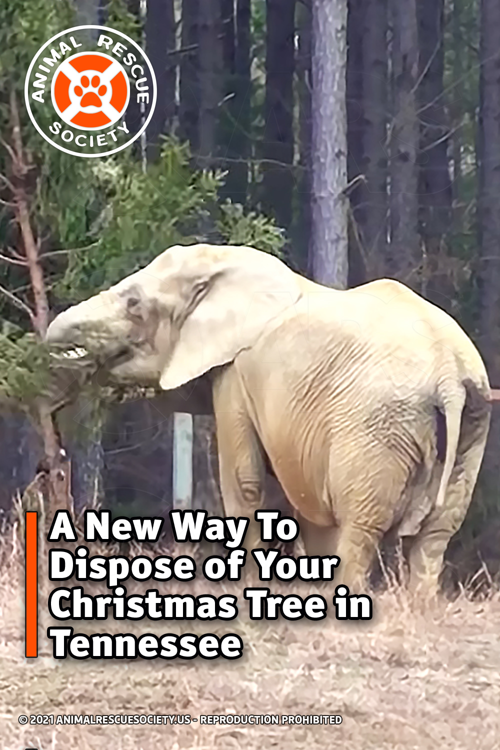 A New Way To Dispose of Your Christmas Tree in Tennessee