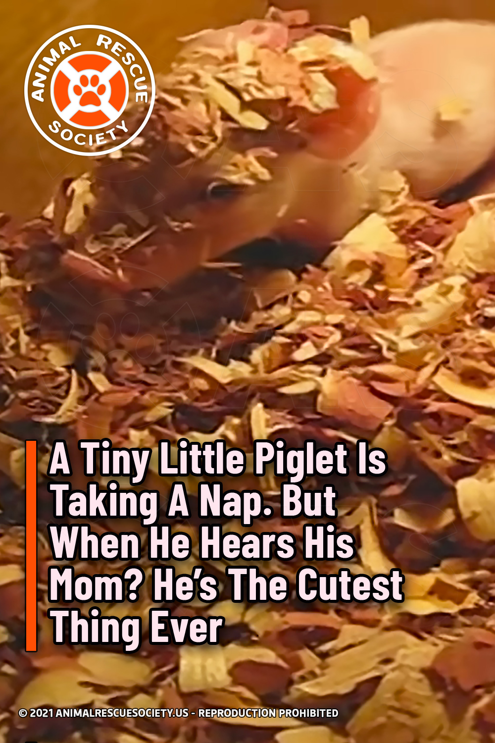 A Tiny Little Piglet Is Taking A Nap. But When He Hears His Mom? He’s The Cutest Thing Ever