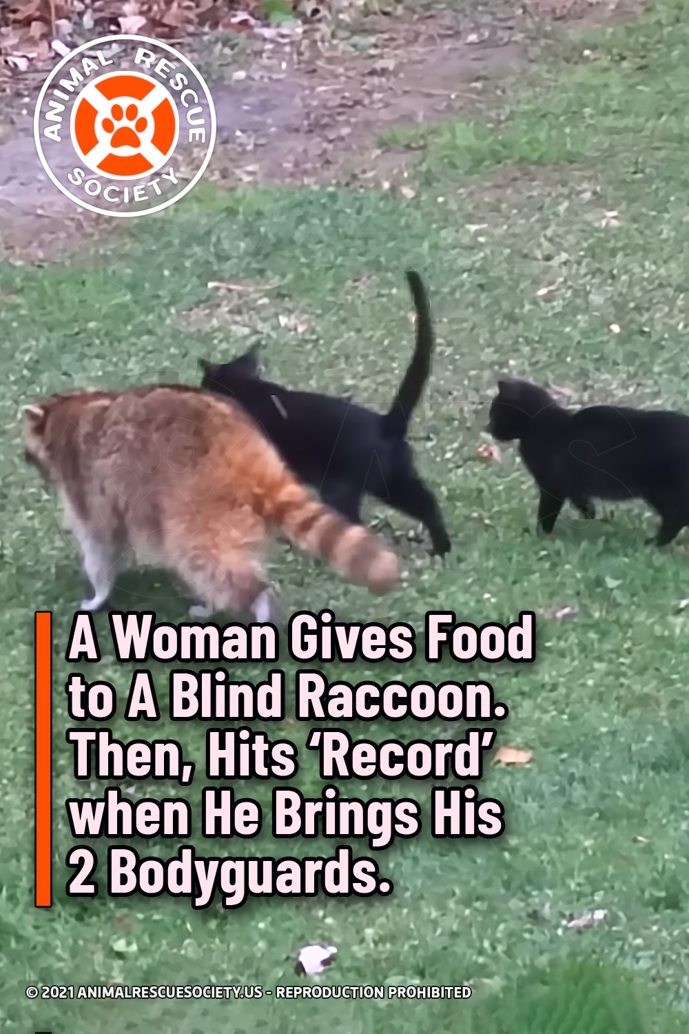 A Woman Gives Food to A Blind Raccoon. Then, Hits ‘Record’ when He Brings His 2 Bodyguards.