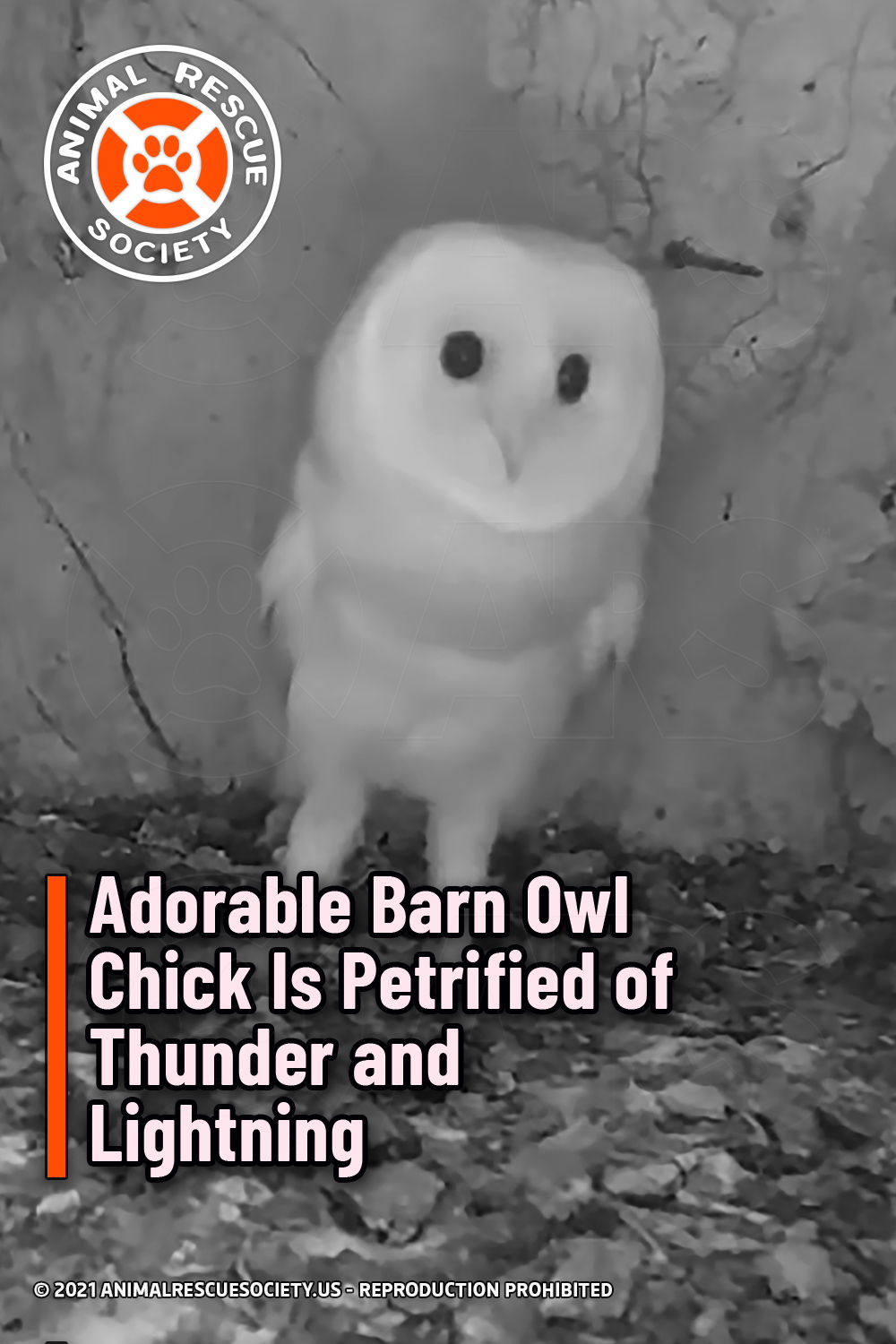 Adorable Barn Owl Chick Is Petrified of Thunder and Lightning