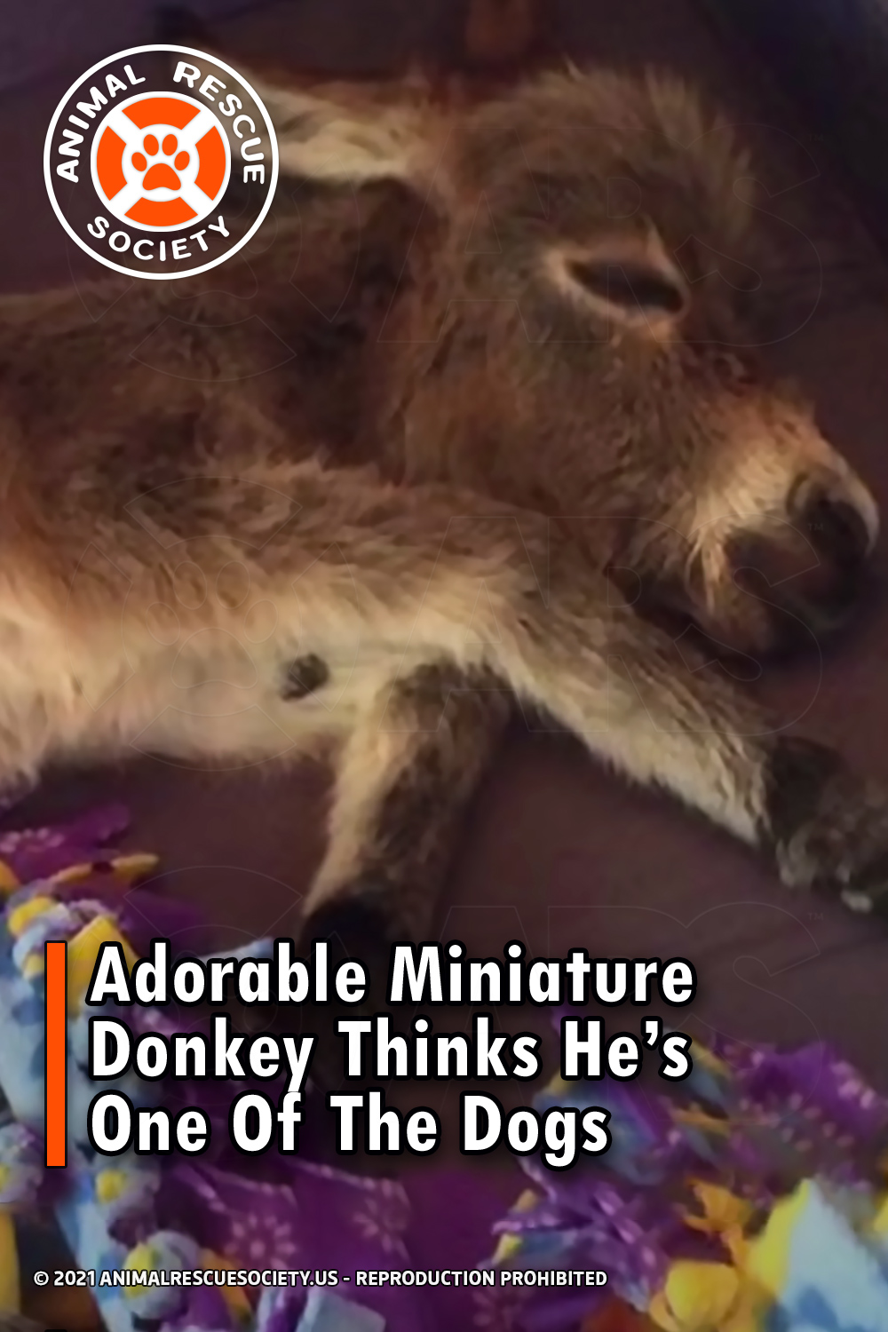 Adorable Miniature Donkey Thinks He’s One Of The Dogs