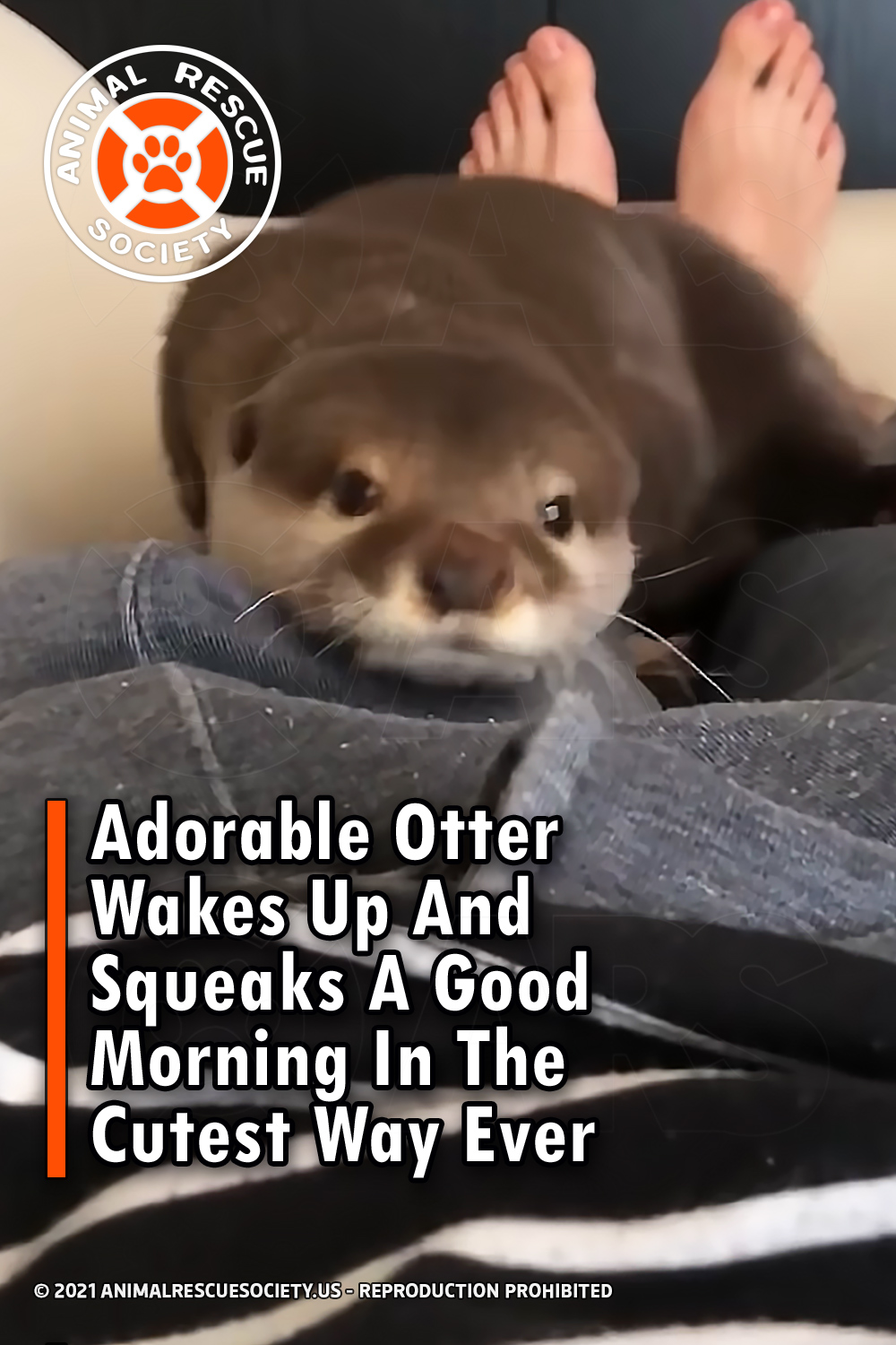 Adorable Otter Wakes Up And Squeaks A Good Morning In The Cutest Way Ever