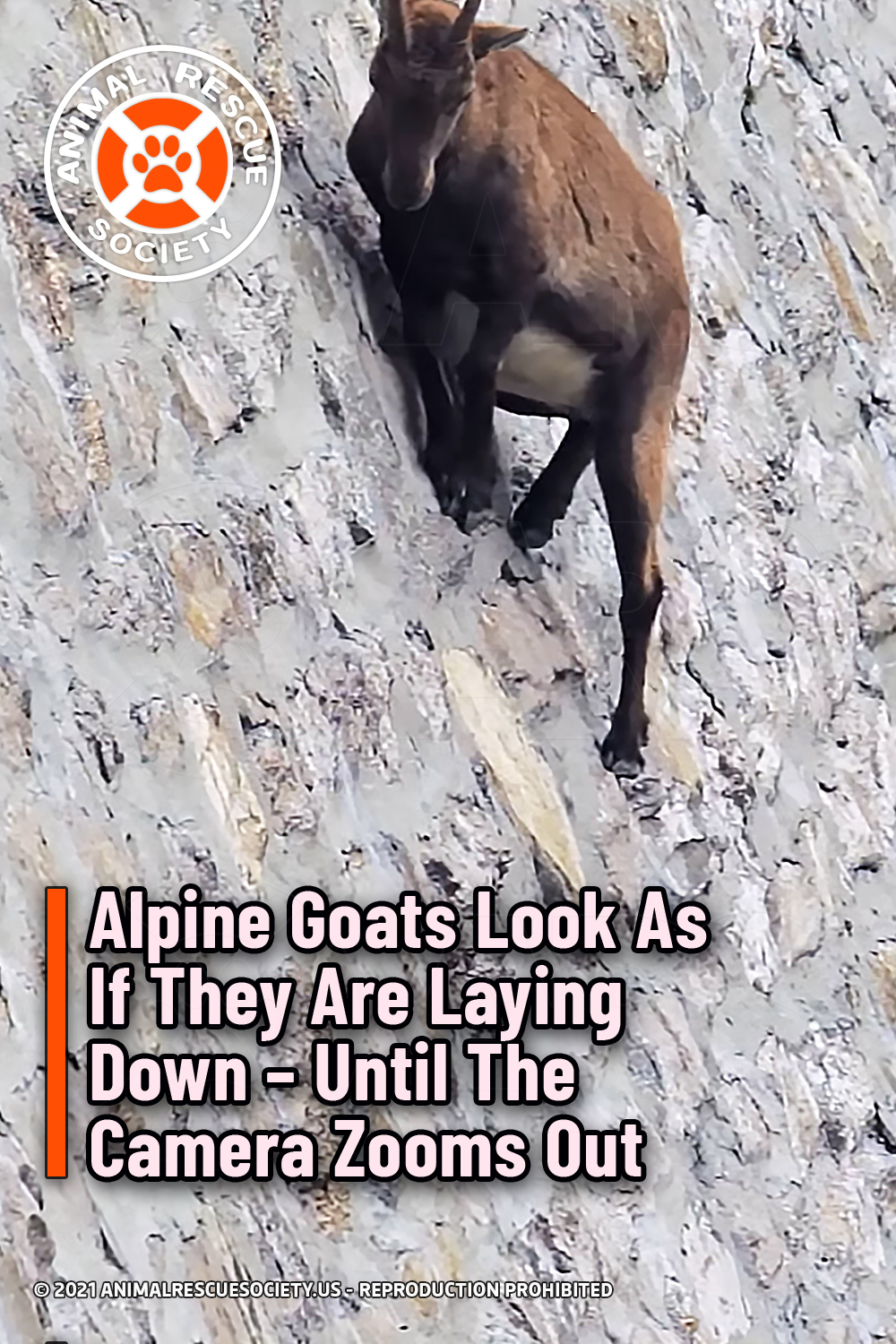 Alpine Goats Look As If They Are Laying Down – Until The Camera Zooms Out