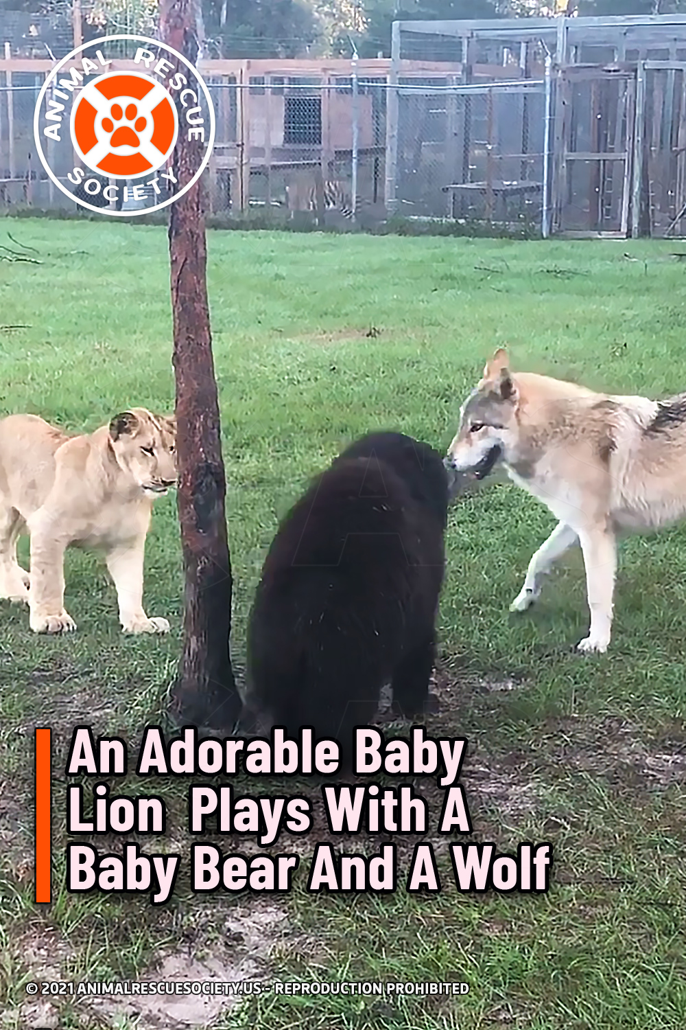 An Adorable Baby Lion  Plays With A Baby Bear And A Wolf