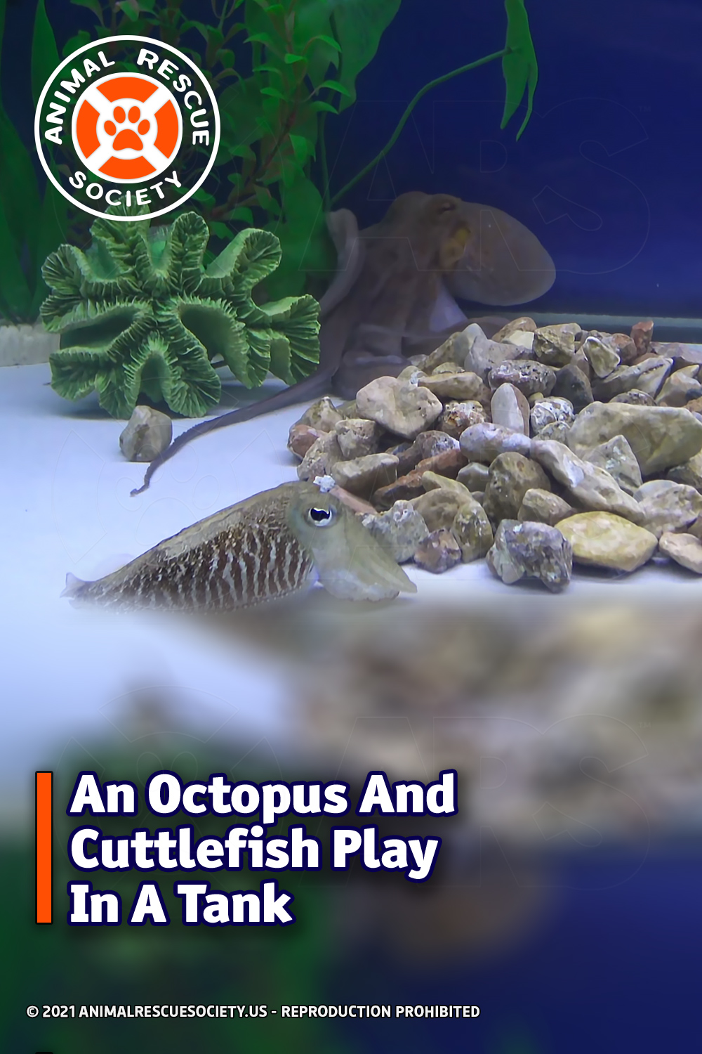 An Octopus And Cuttlefish Play In A Tank Animal Rescue Society