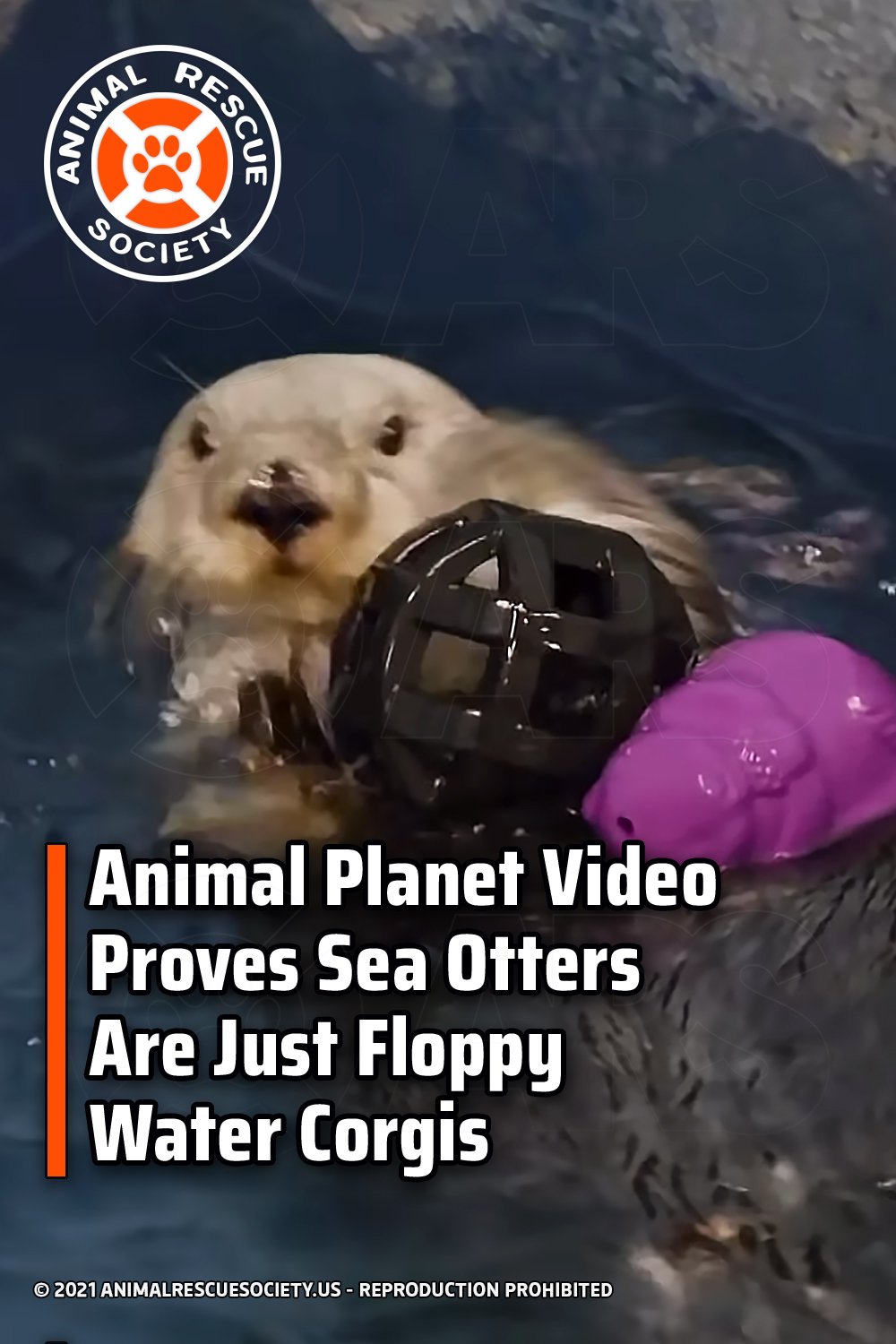 Animal Planet Video Proves Sea Otters Are Just Floppy Water Corgis