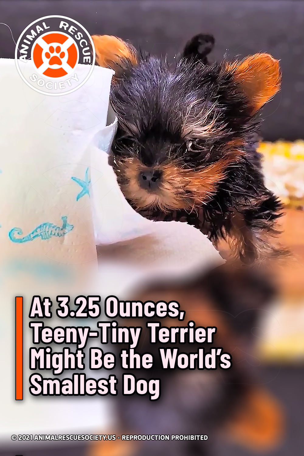 At 3.25 Ounces, Teeny-Tiny Terrier Might Be the World’s Smallest Dog