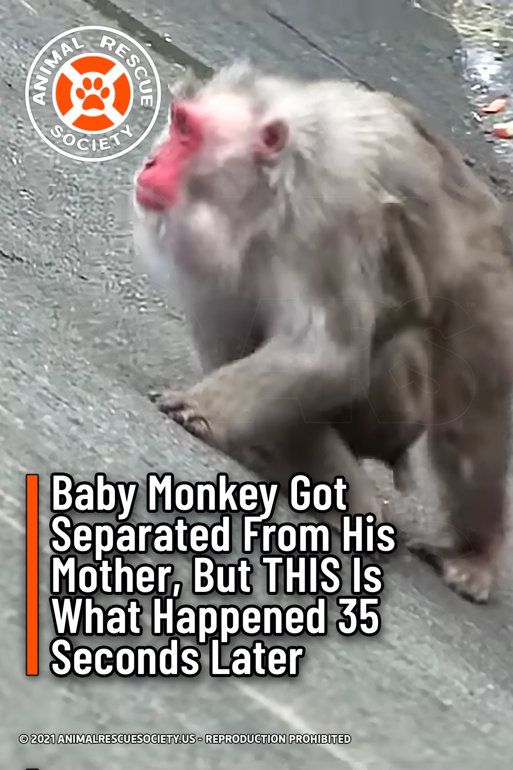 Baby Monkey Got Separated From His Mother, But THIS Is What Happened 35 Seconds Later