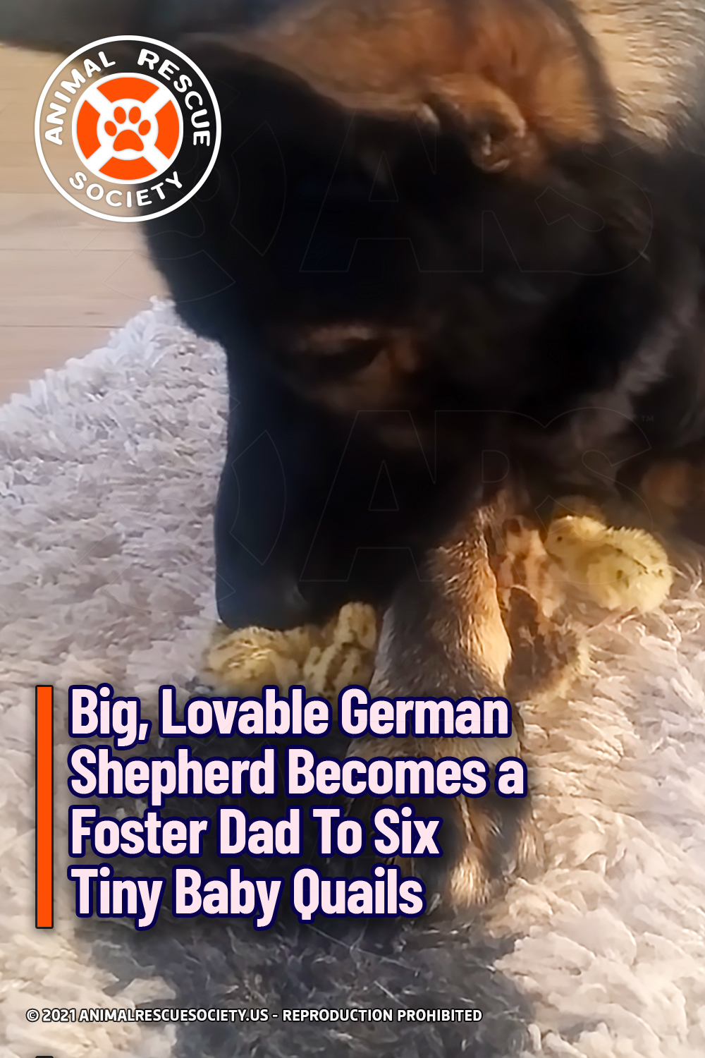 Big, Lovable German Shepherd Becomes a Foster Dad To Six Tiny Baby Quails