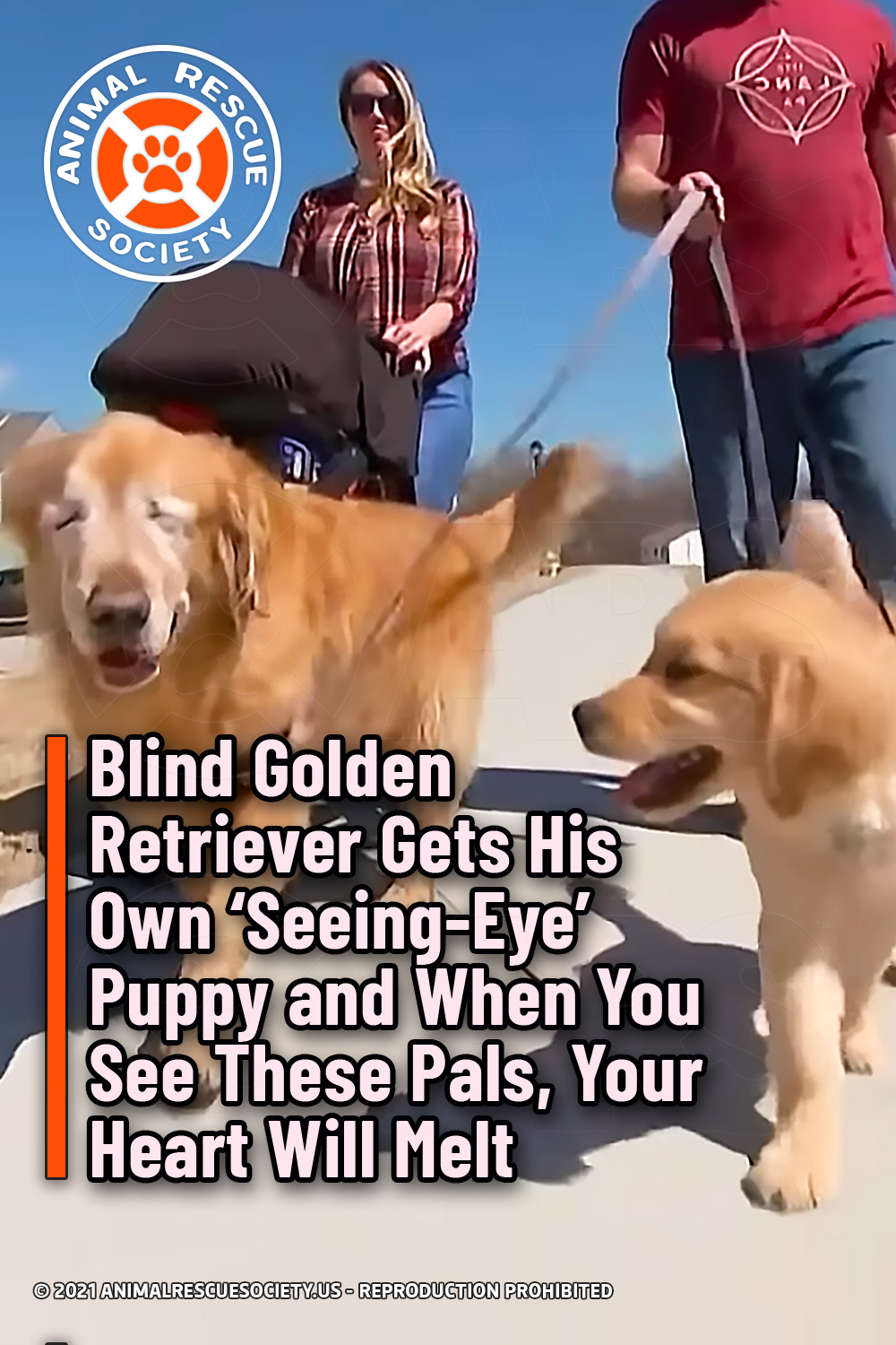 Blind Golden Retriever Gets His Own ‘Seeing-Eye’ Puppy and When You See These Pals, Your Heart Will Melt
