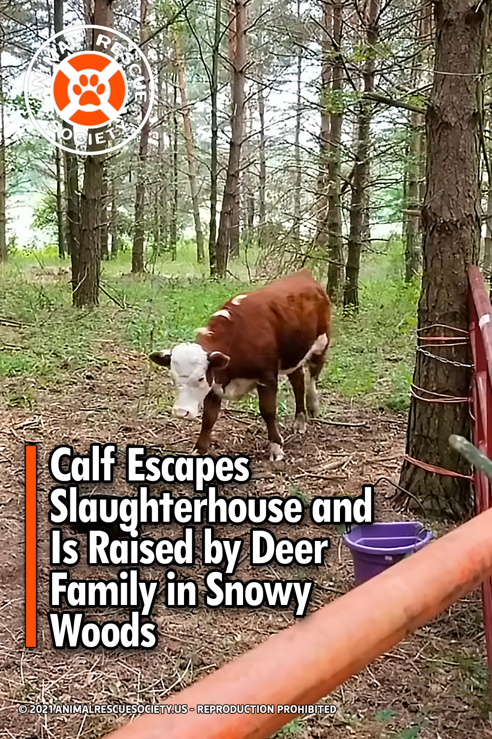 Calf Escapes Slaughterhouse and Is Raised by Deer Family in Snowy Woods