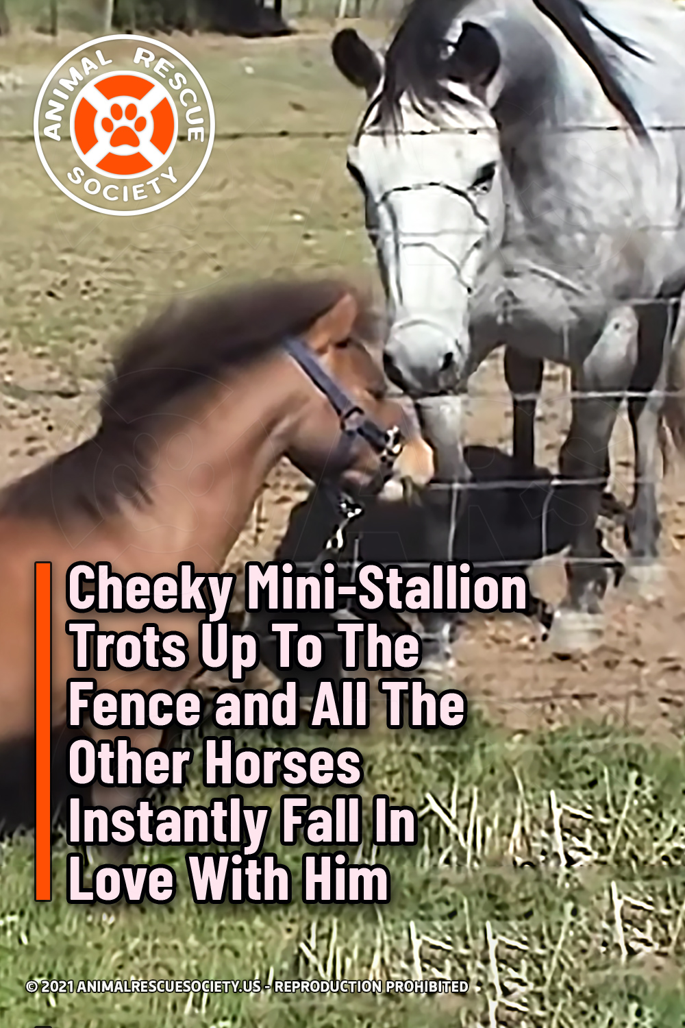 Cheeky Mini-Stallion Trots Up To The Fence and All The Other Horses Instantly Fall In Love With Him
