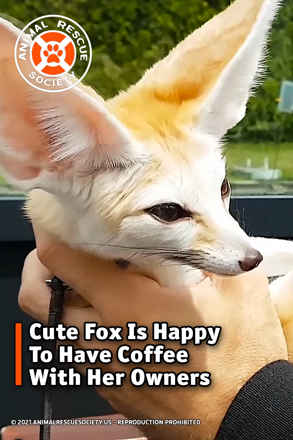 Cute Fox Is Happy To Have Coffee With Her Owners