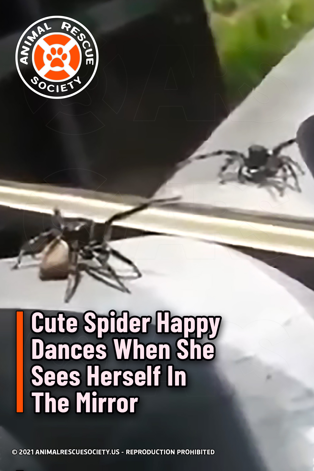 Cute Spider Happy Dances When She Sees Herself In The Mirror