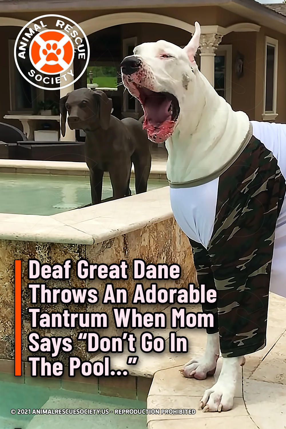 Deaf Great Dane Throws An Adorable Tantrum When Mom Says “Don’t Go In The Pool…”
