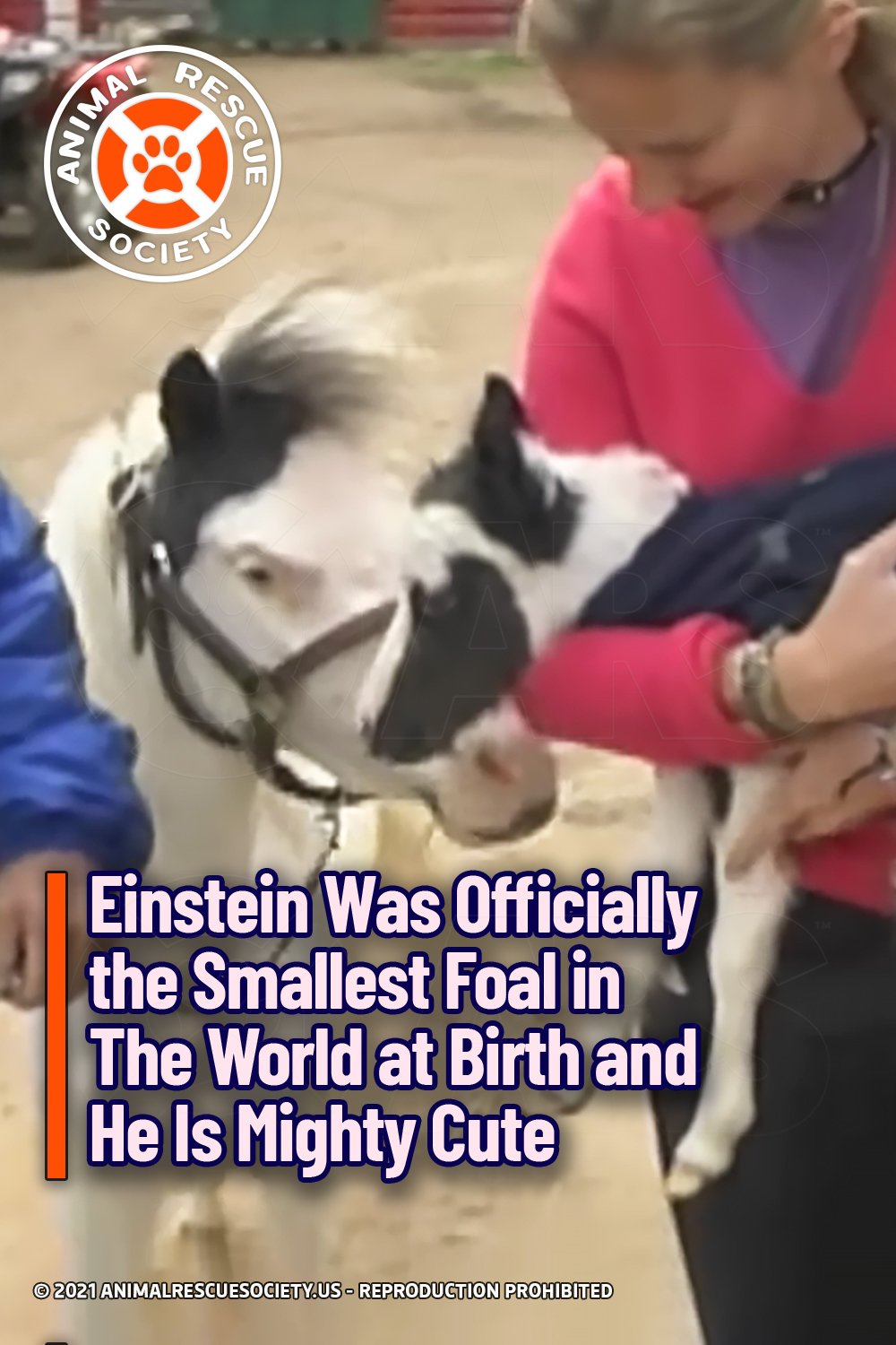 Einstein Was Officially the Smallest Foal in The World at Birth and He Is Mighty Cute