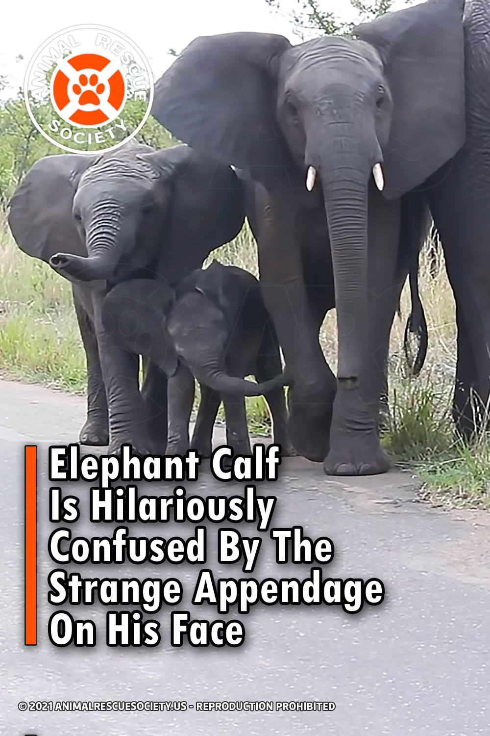 Elephant Calf Is Hilariously Confused By The Strange Appendage On His Face