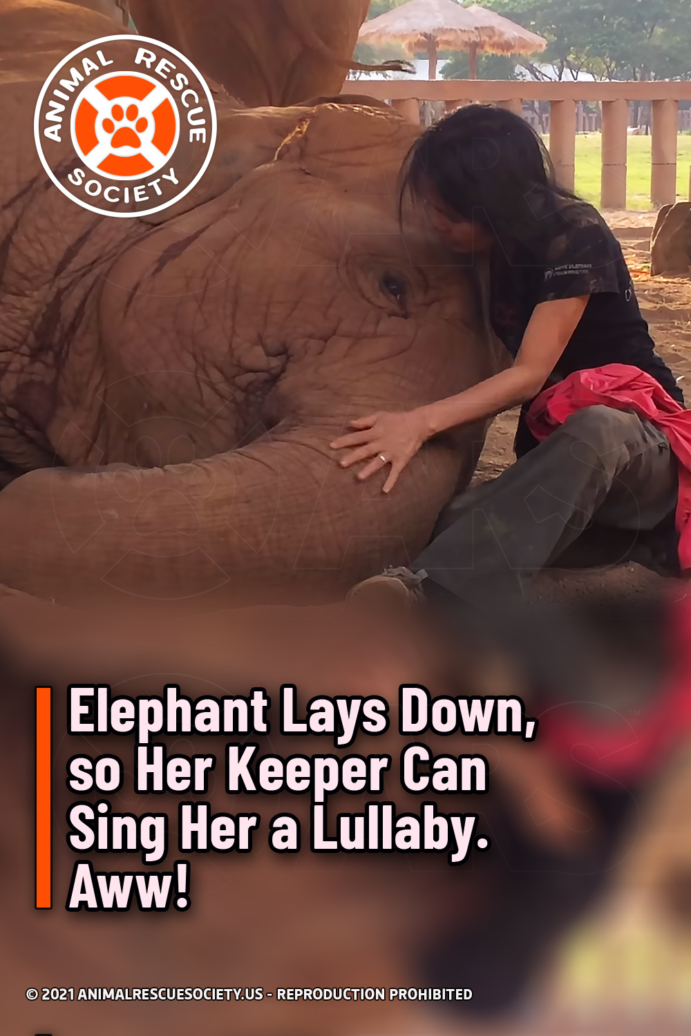 Elephant Lays Down, so Her Keeper Can Sing Her a Lullaby. Aww!