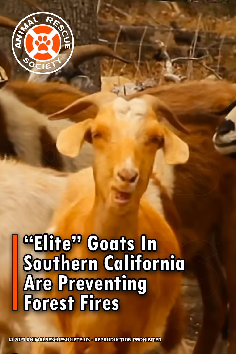 “Elite” Goats In Southern California Are Preventing Forest Fires