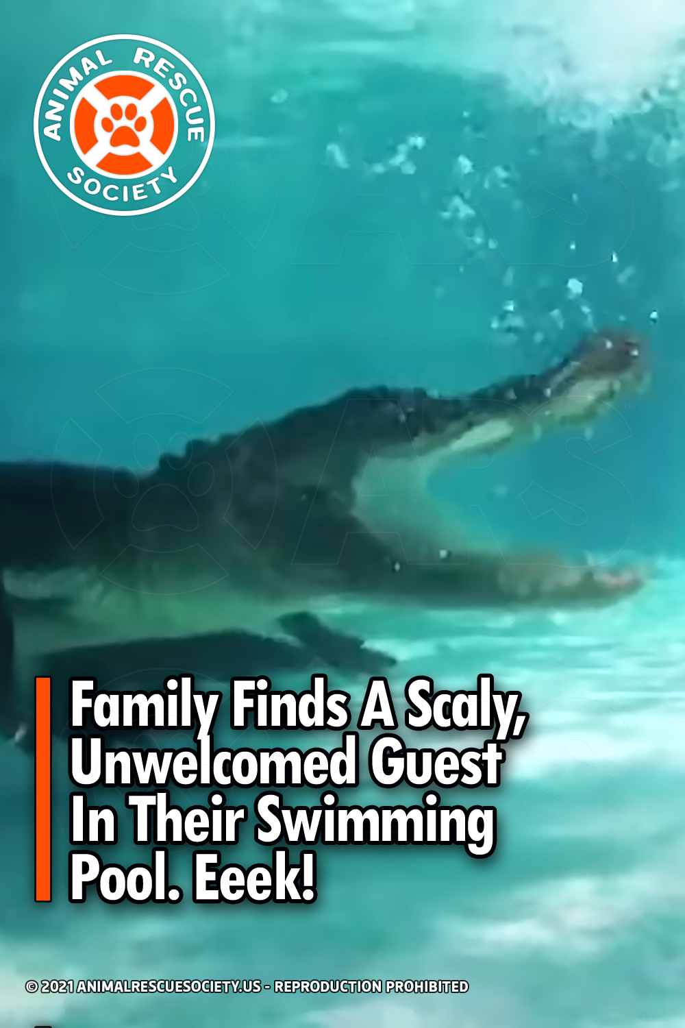 Family Finds A Scaly, Unwelcomed Guest In Their Swimming Pool. Eeek!
