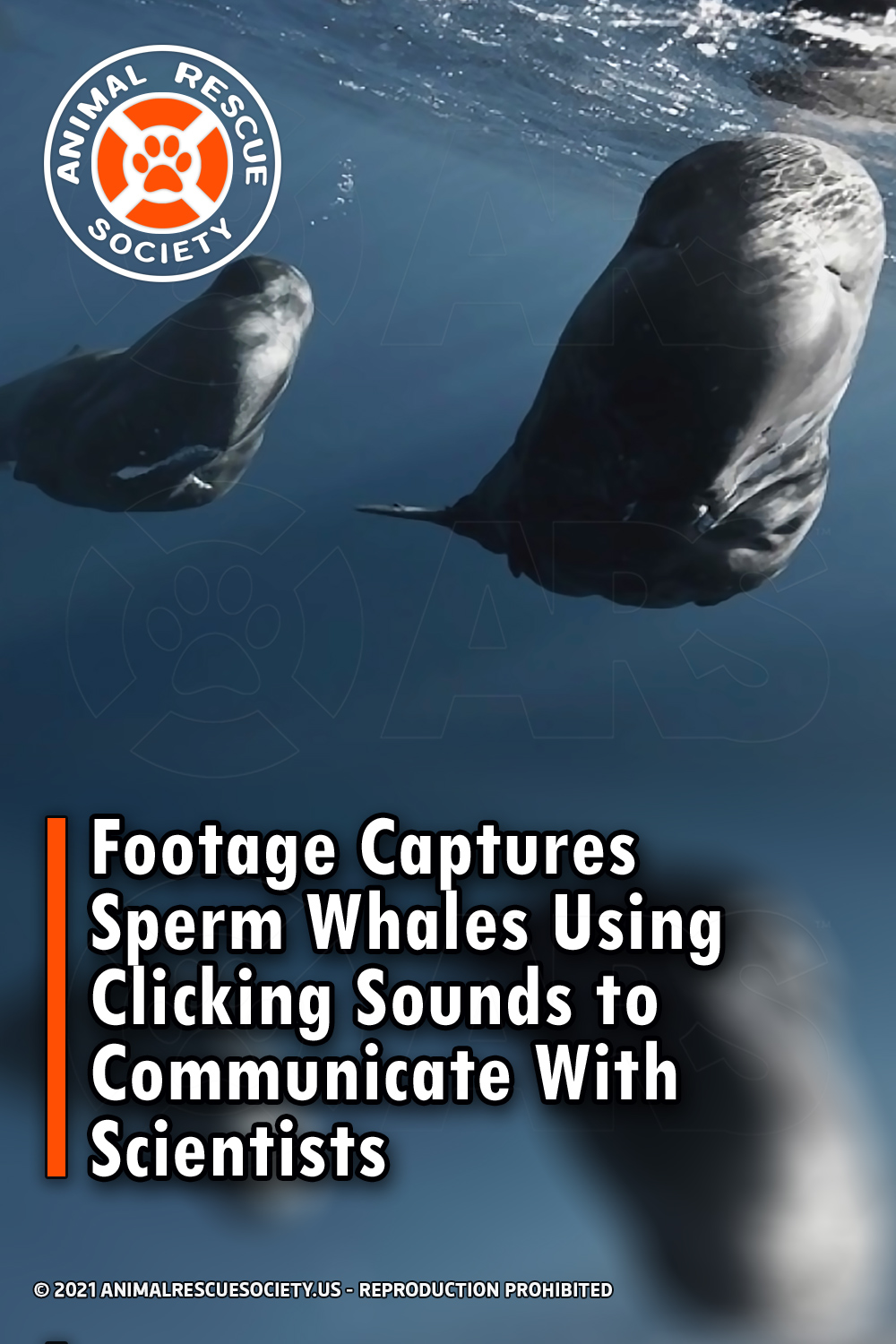 Footage Captures Sperm Whales Using Clicking Sounds to Communicate With Scientists