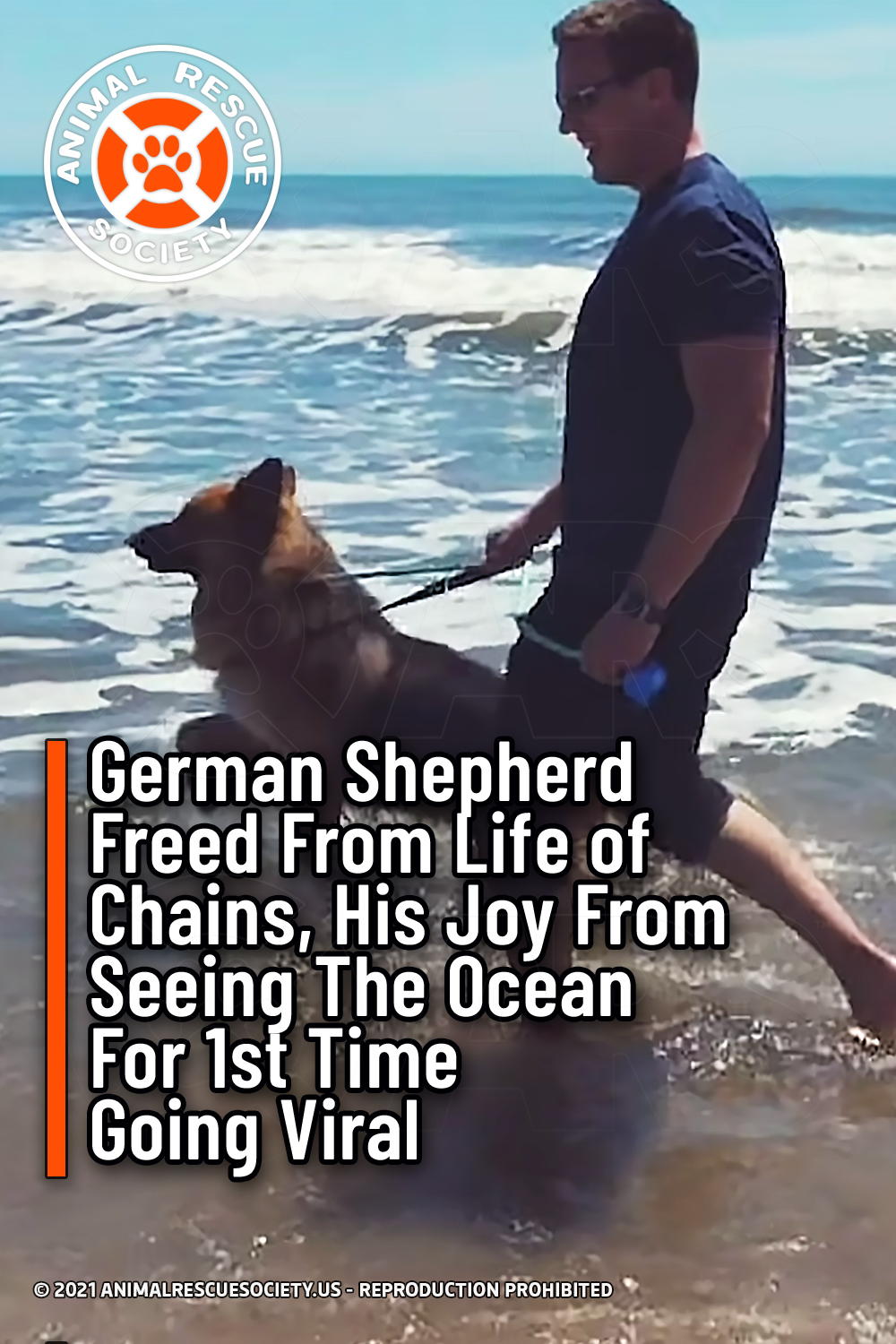 German Shepherd Freed From Life of Chains, His Joy From Seeing The Ocean For 1st Time Going Viral
